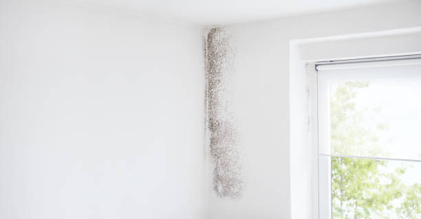 Best Mold Documentation for Insurance Claims  in Garden Acres, CA