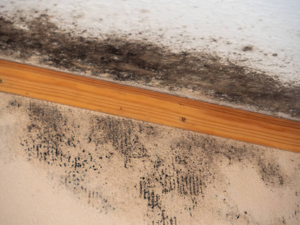 Reliable Garden Acres, CA Mold Removal Solutions