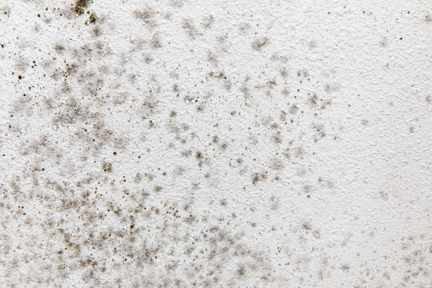 Best Real Estate Mold Inspection  in Garden Acres, CA