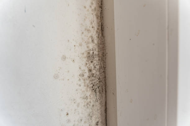 Best Basement Mold Removal  in Garden Acres, CA
