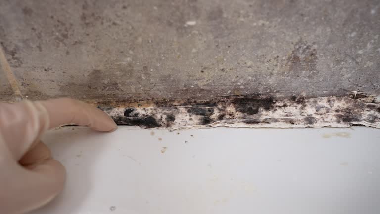 Best Commercial Mold Inspection  in Garden Acres, CA